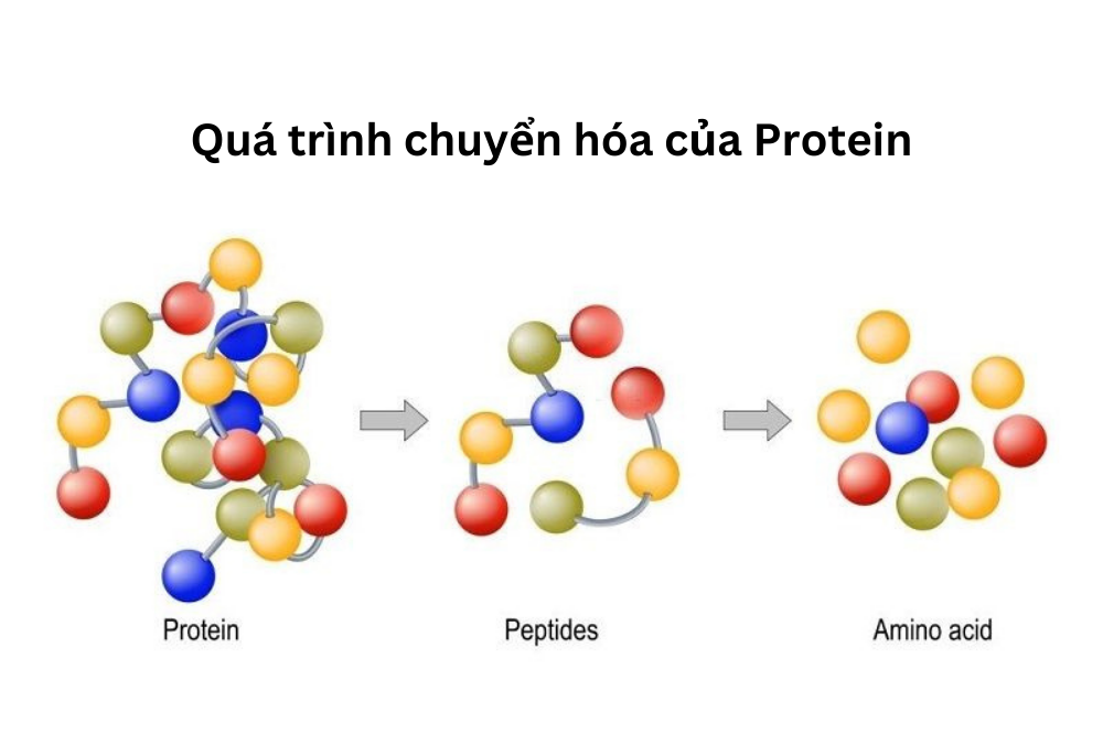 Quá trình chuyển hóa của Protein